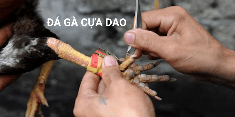 Đá gà cựa dao - Bộ môn cá cược chỉ dành cho người thích thách thức